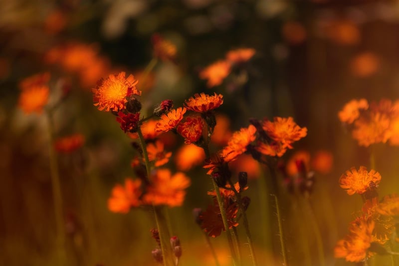 Dreamy meadows