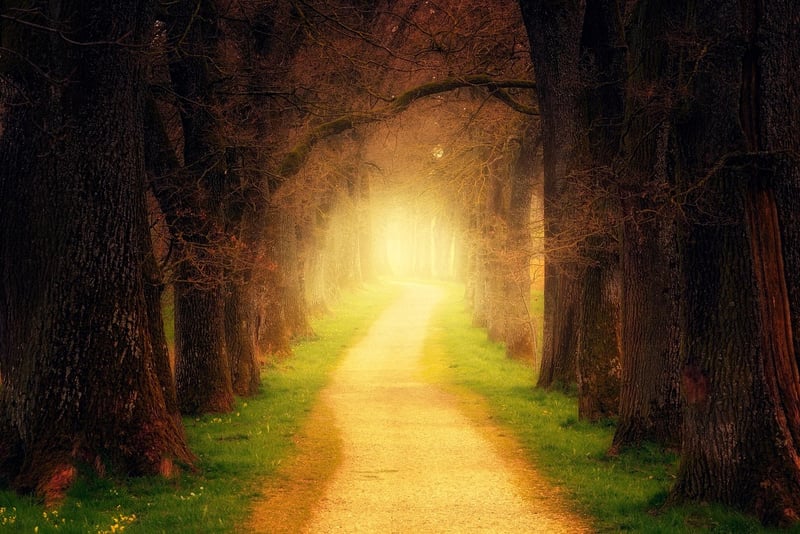 Magic forests