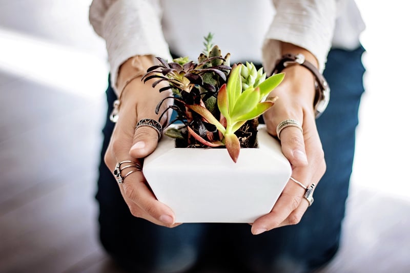 Mythical plant care