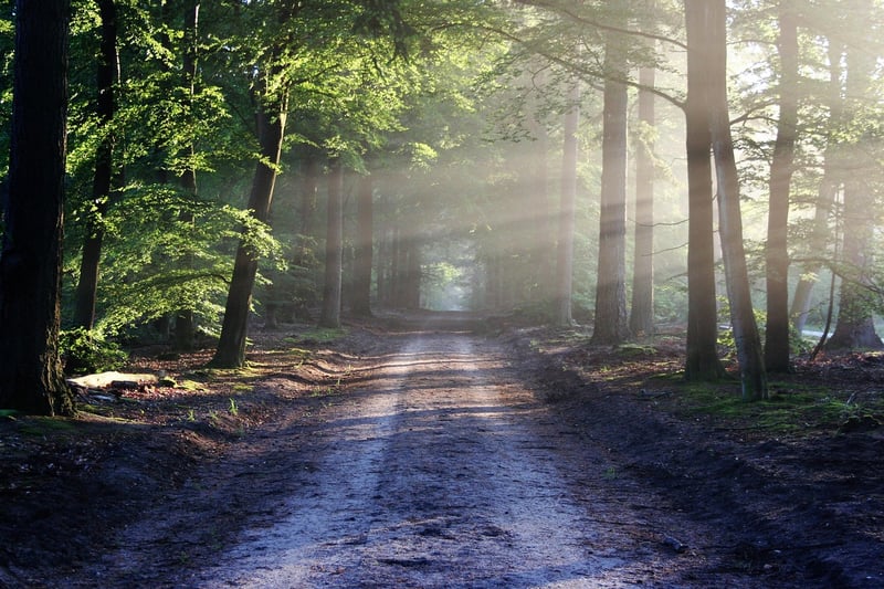 Magic Forest